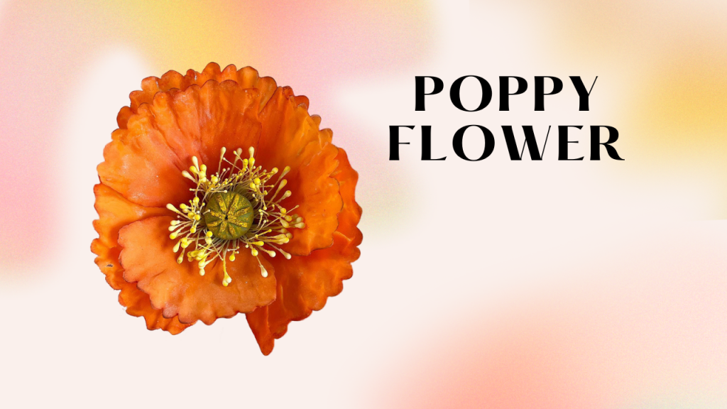 Poppy Flower from sugar paste